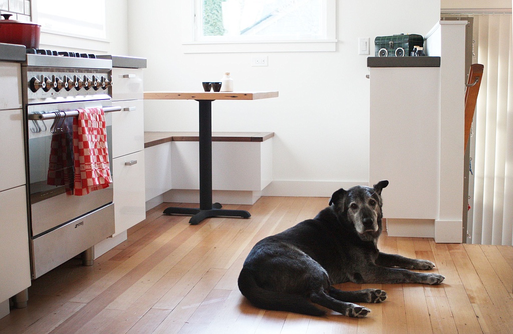 Tips for Finding a Rental With a Large Dog