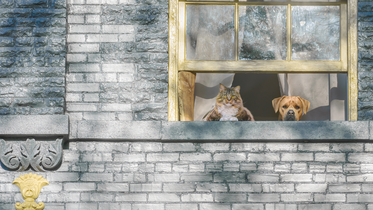 Кот и пес в окне