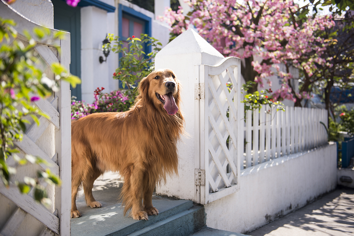 Selling a House with Pets at Home | Zillow