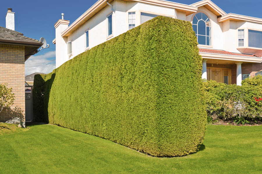 Home renovation ideas on a budget: Add greenery for privacy.