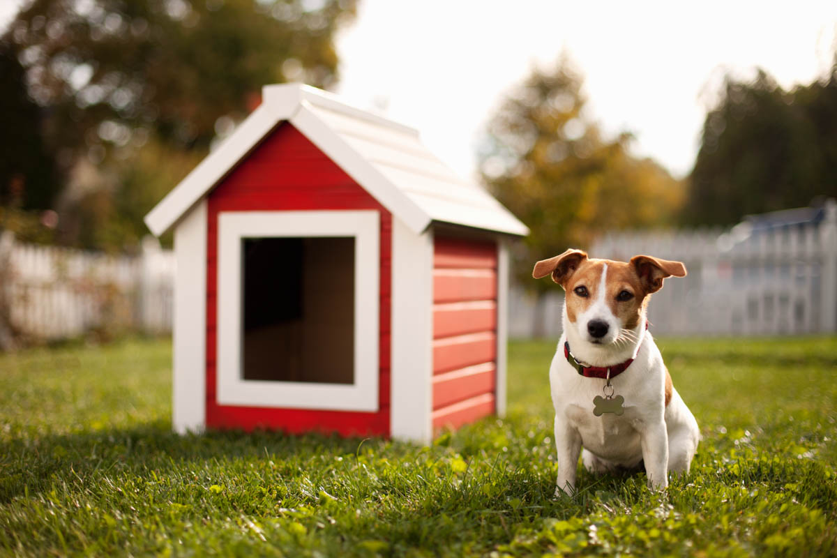 Image of dog sitting next to dog house.