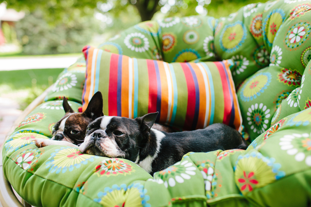 pets sitting on outdoor cushion
