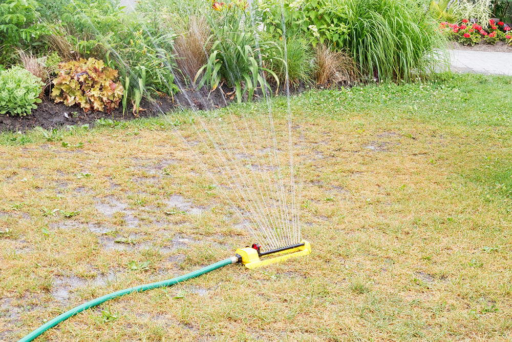 sprinkler watering dead dry front lawn