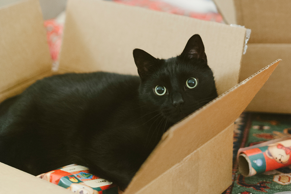 black cat in moving box