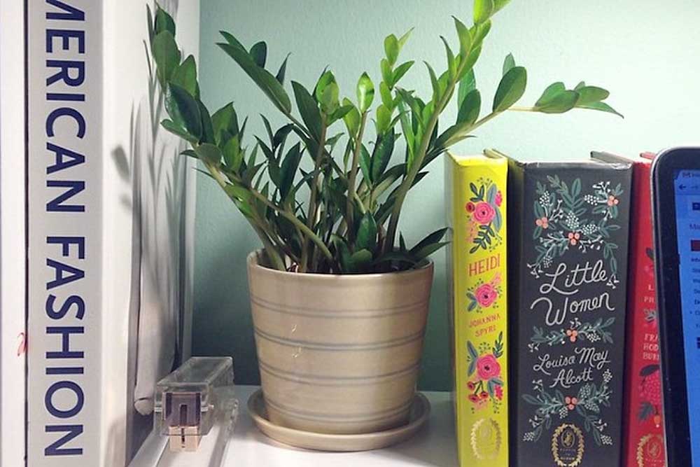 #Shelfie Books and Plant