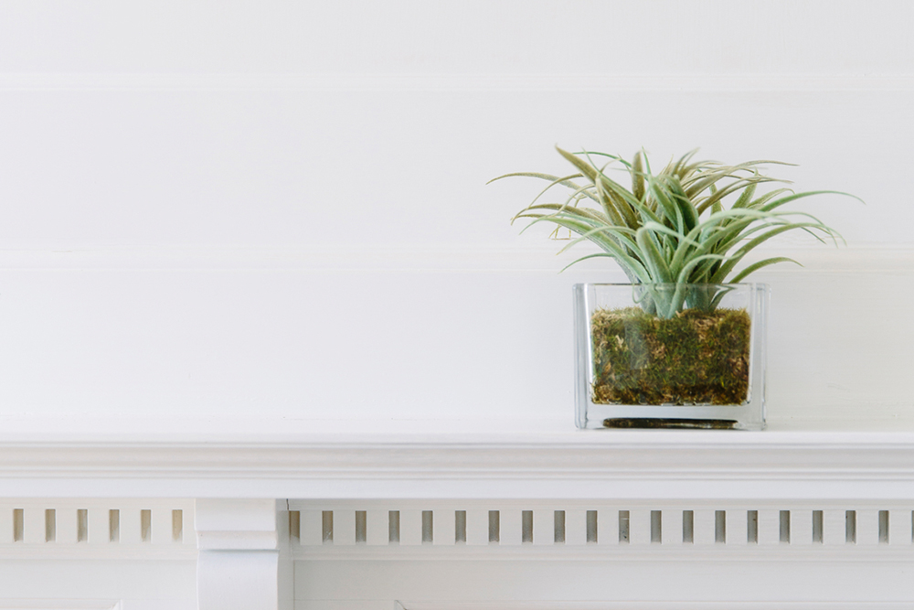 plant on tidy mantle