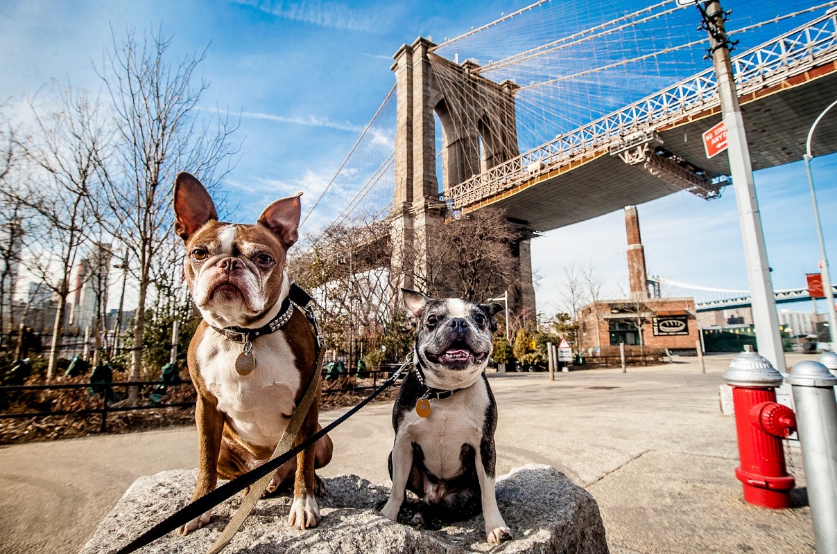 NYC's Most DogFriendly Neighborhoods StreetEasy