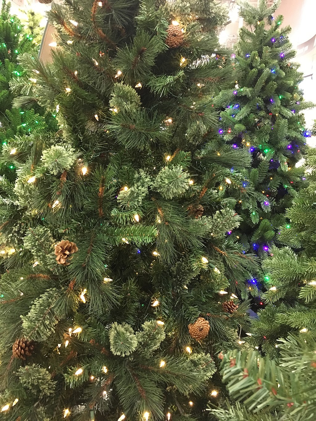 Most Common Christmas Tree Uk