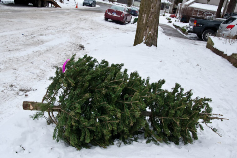 How to Maintain a Christmas Tree in Your NYC Apartment StreetEasy