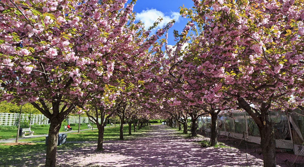 Pretty in Pink Track Blooms for Brooklyn's Cherry Blossom Festival