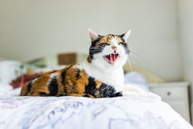 image of angry cat real estate agent