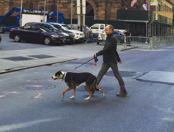 challenges-of-owning-a-dog-in-nyc-streeteasy