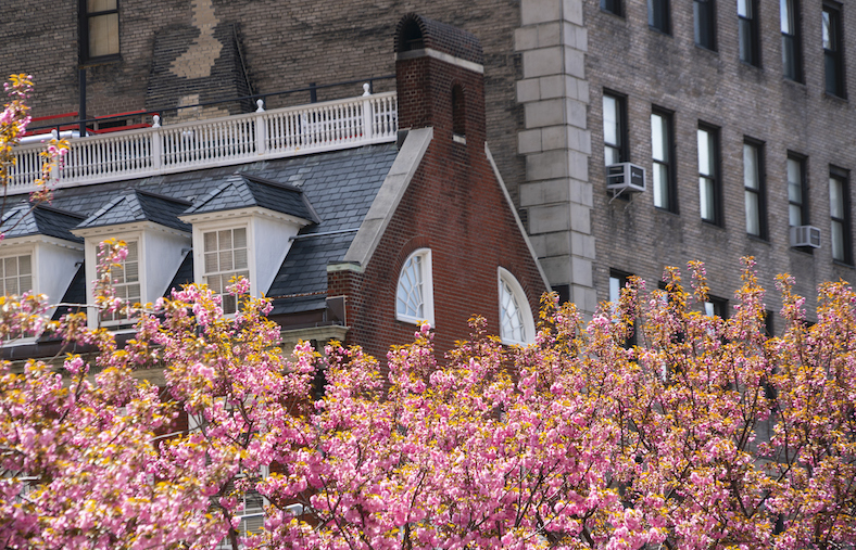 StreetEasy Homeowners Workshop Featured Image of flowering trees and NYC buildings
