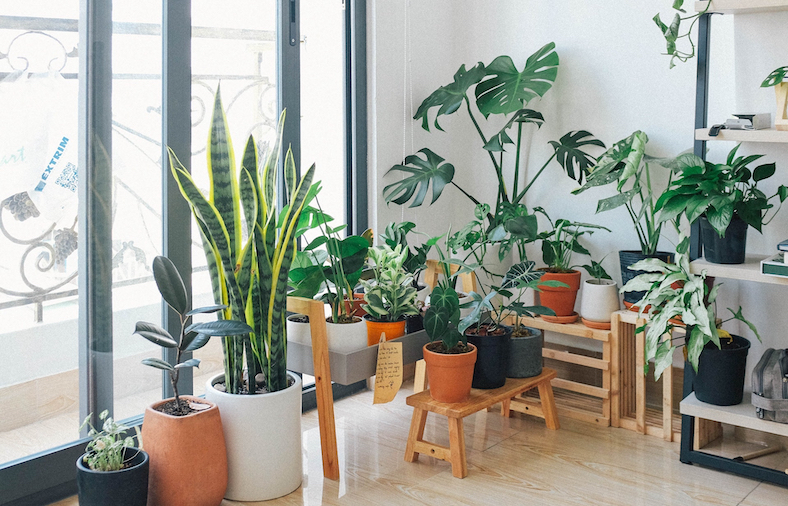 Houseplant ideas for nyc lockdown