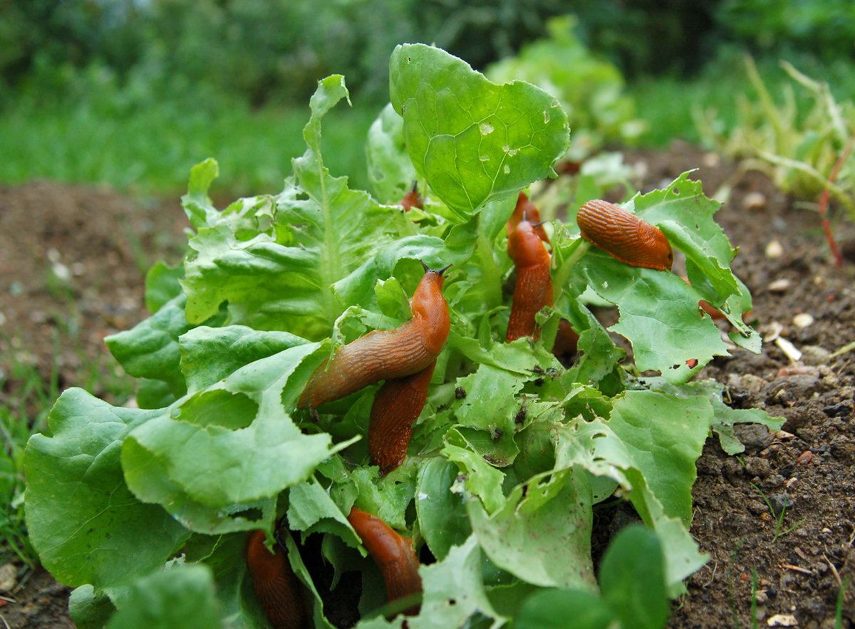 how do you stop slugs without harming dogs