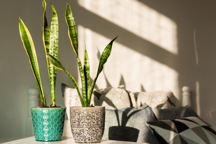 best plants for the house: snake plants
