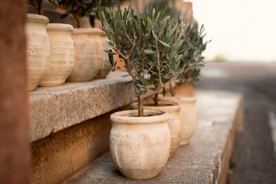 best plants for the house: olive shrubs