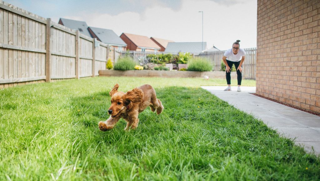 are dogs allowed in pets at home