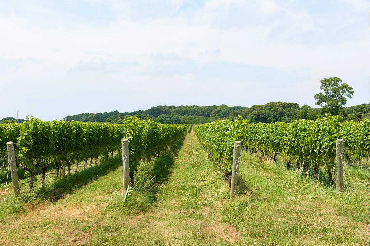 image of winery on the north fork