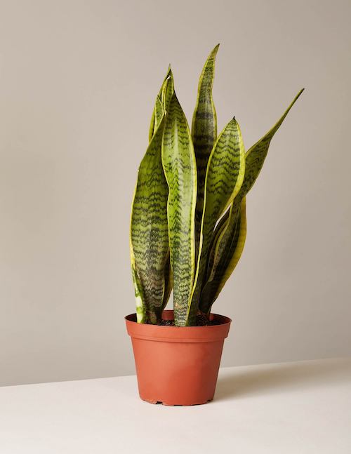 image of low maintenance indoor plants the snake plant