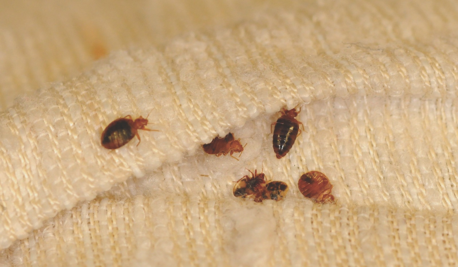 Bed Bugs in NYC: How to Recognize and Get Rid of Them | StreetEasy