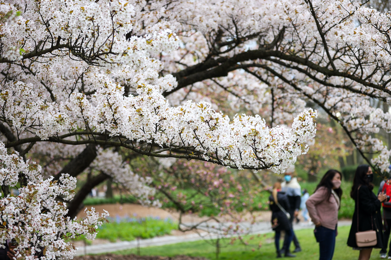 best gardens in nyc Brooklyn Botanic Garden in the spring.