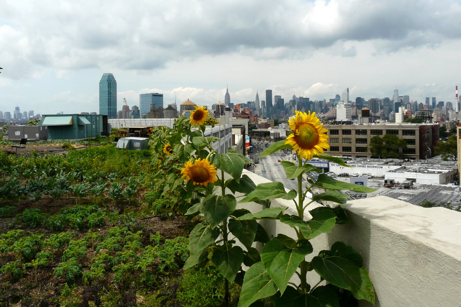 Rooftop Garden at Brooklyn Grange