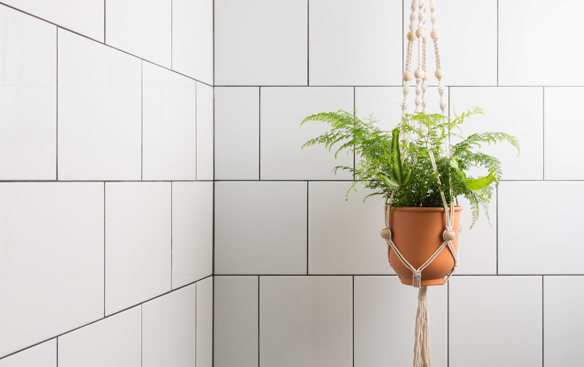 fern plant in shower