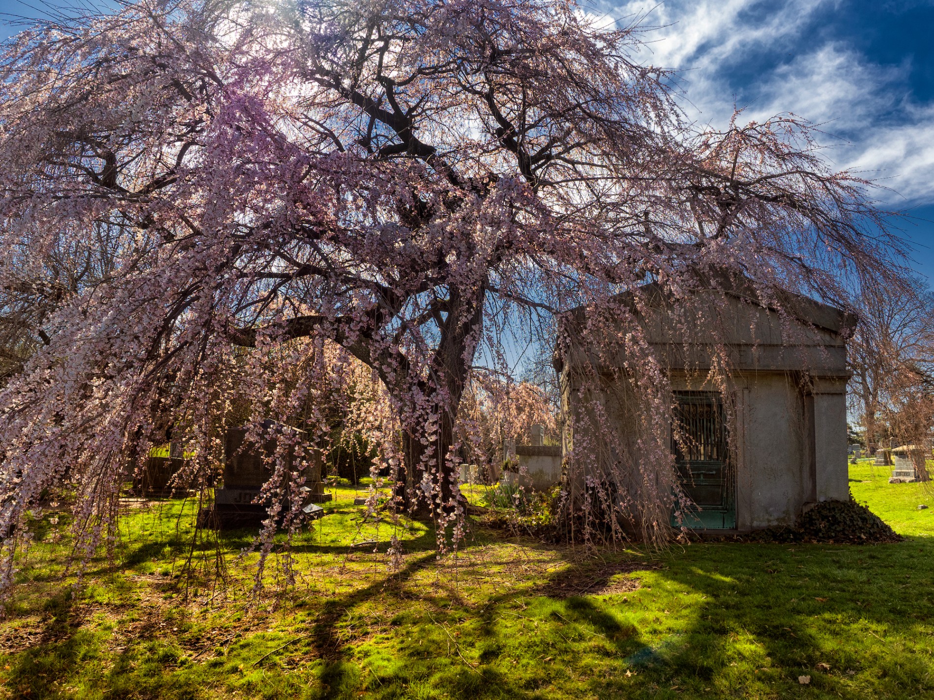 century-and-a-half-old trees, glacial ponds, and foot paths in Green-Wood Cemetery.
