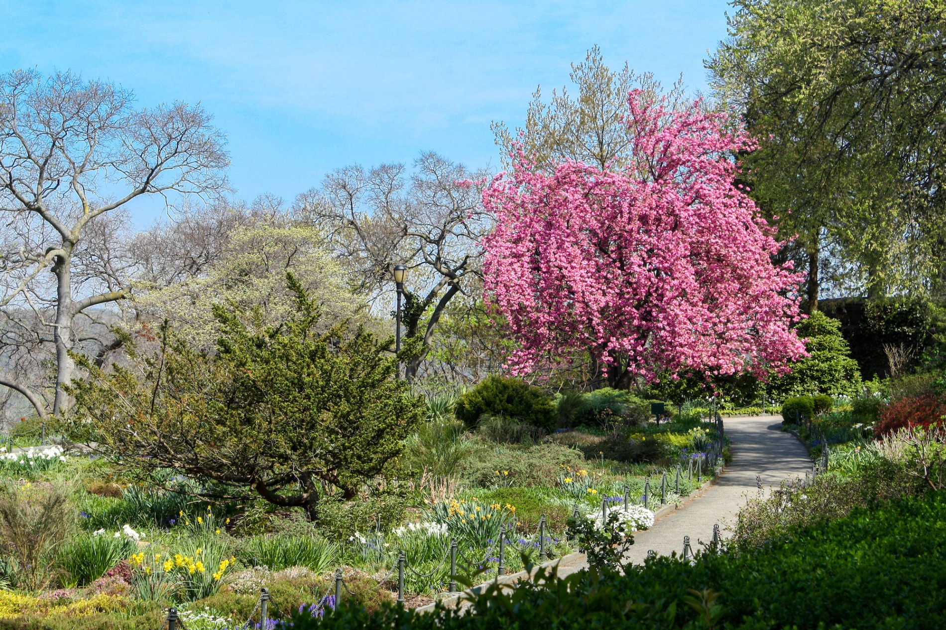 Heather and cherry blossoms in Fort Tryon Park's heather garden
