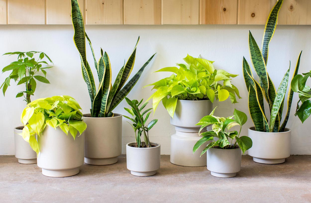 Snake plant is a great houseplant idea