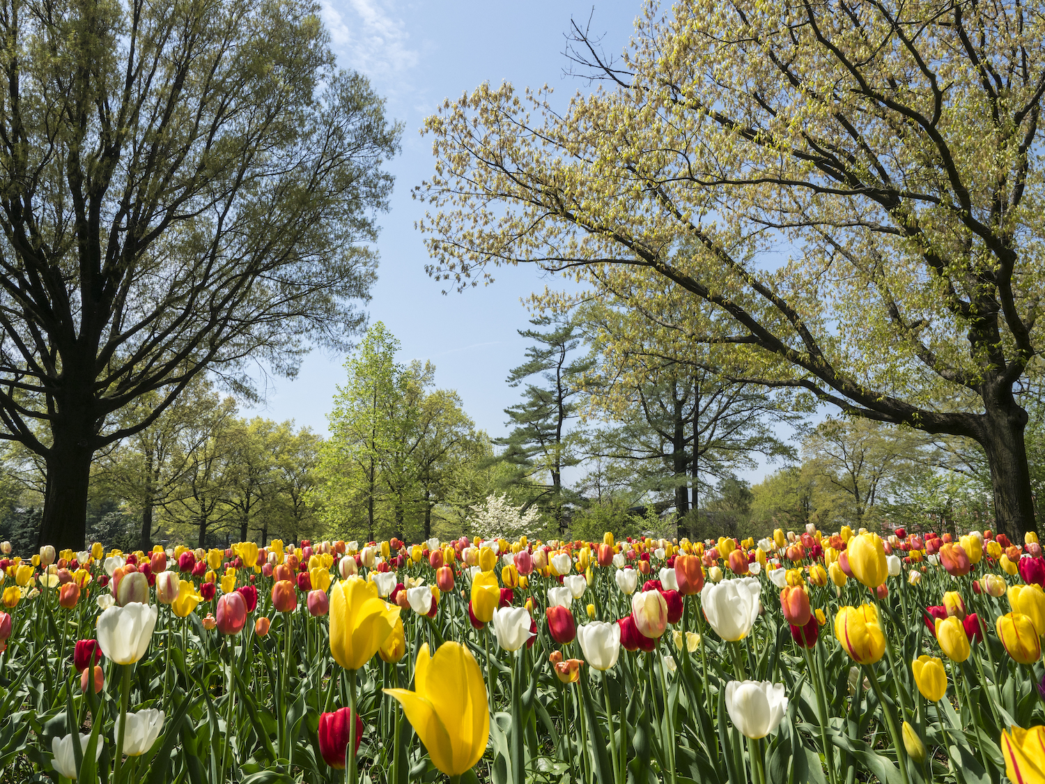 Spring tulips in Queens Botanical Garden, best gardens in nyc