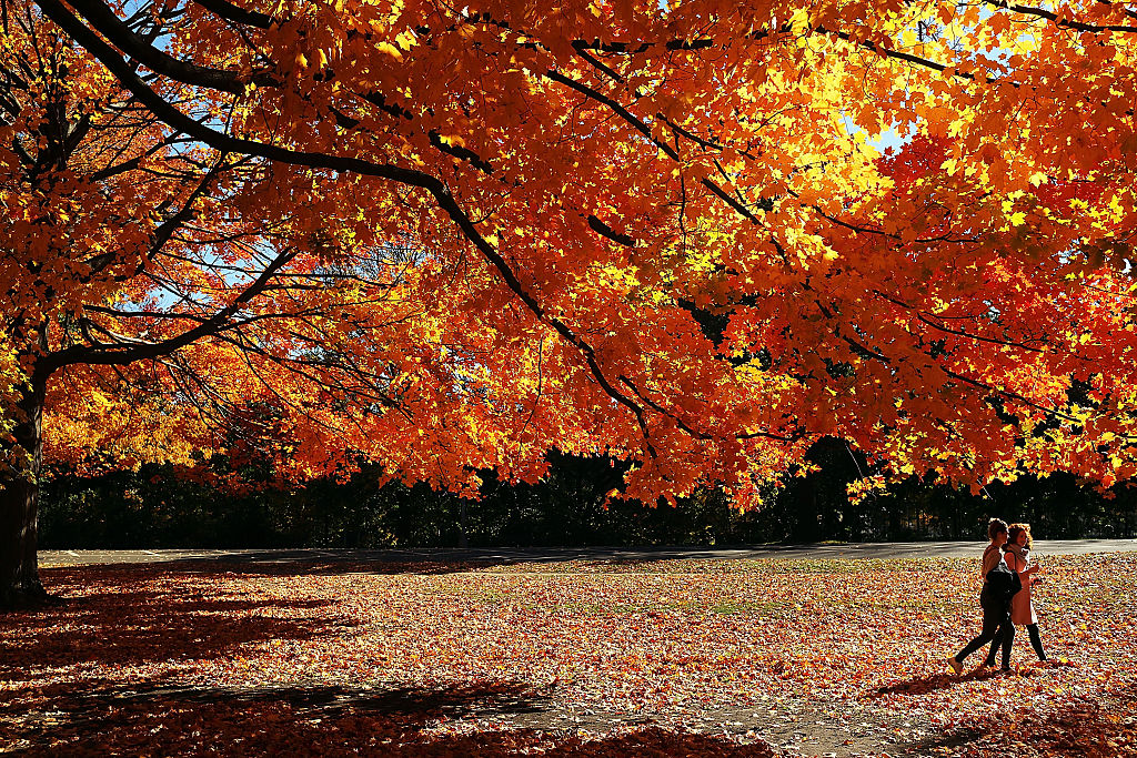 fall foliage in nyc - prospect park