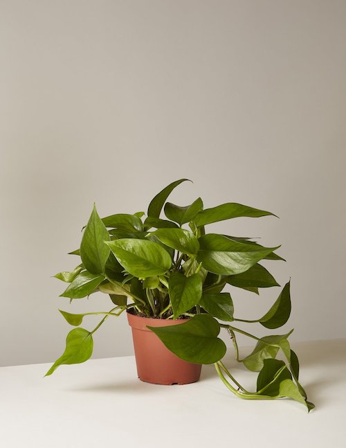 image of the best easy indoor plants