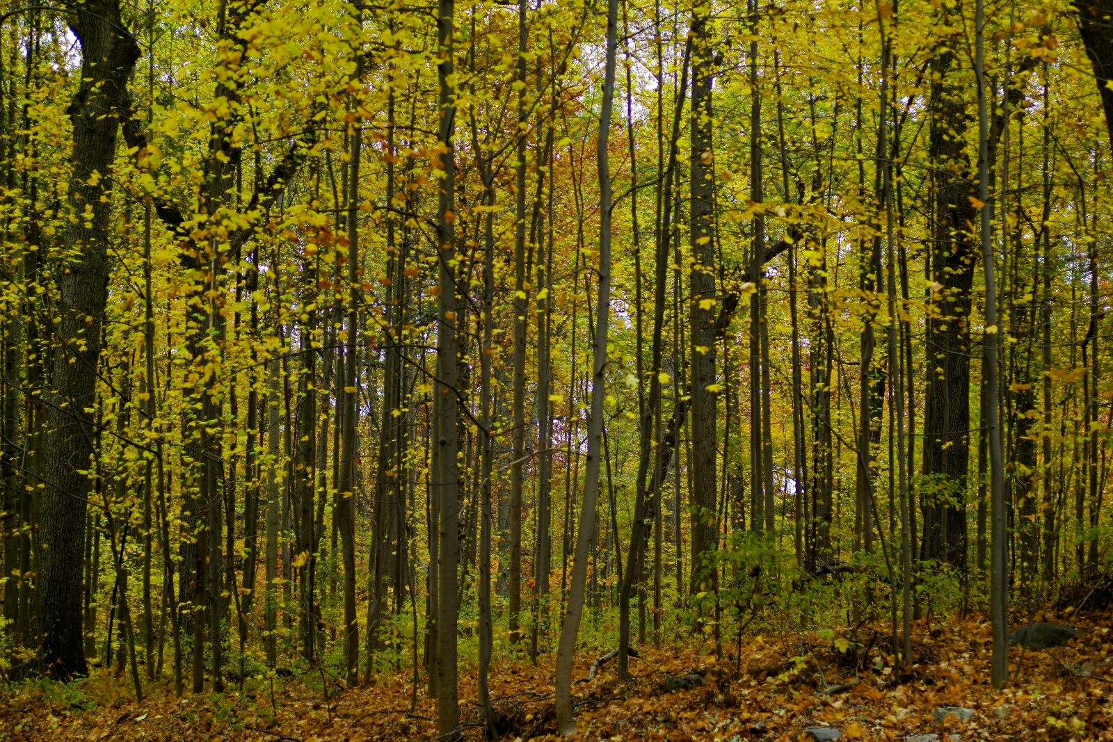 fall foliage in nyc - van cortlandt park