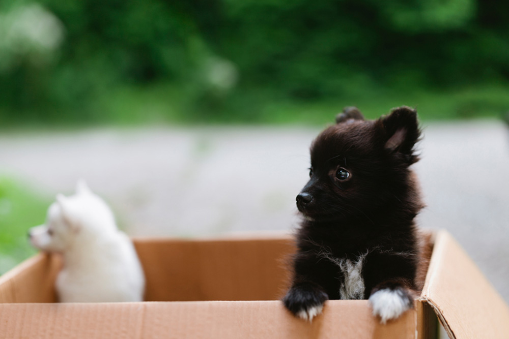 puppies in moving box