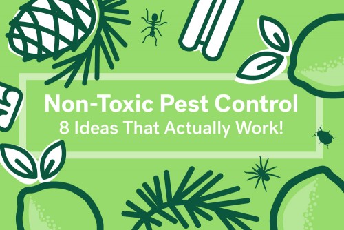 8 Non-Toxic Natural Pest Control Ideas - Life at Home ...