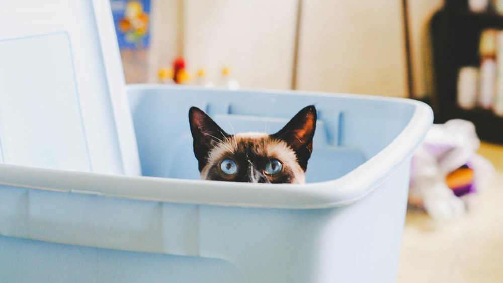cat hiding in storage bin - reasons to start your house search